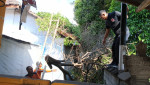 Rumah Warga Kelurahan Banjar Jawa Tertimpa Dahan Pohon Akibat Terpaan Angin Kencang