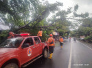 Berhasil Ditangani 2 Titik Pohon Tumbang di Jalan 
