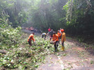 Kesigapan, Kolaborasi Aparatur Serta bantuan Dari Masyarakat Pohon Tumbang Tertangani  Di Desa Telaga