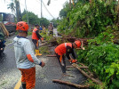 Kolaborasi Penanganan Pohon Tumbang Yang Berdampak Menghalangi Akses Jalan Desa Kubutambahan – Desa Bulian