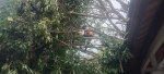 Assesment dan penanganan pohon tumbang di Setra Pengastulan.